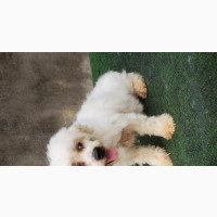 Male Purebred Lhasa Apso for Sale