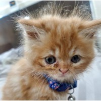 Male Purebred Persian Kitten Available for New Home