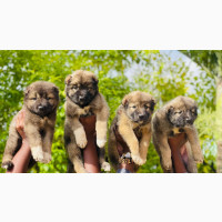 Female Caucasian Shepherd - 1-3 months old - Purebred