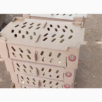 Zartech Day Old Chicks - High Quality, Nationwide Delivery