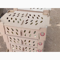 Zartech Day Old Chicks - High Quality, Nationwide Delivery