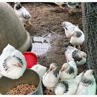 Brahma Chicks - Affordable and Healthy