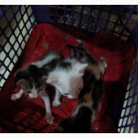 1-3 months Female Purebred Kittens available 1cost 10k