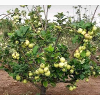 Farm Land For Sale