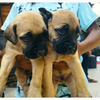 Female Purebred Bullmastiff Puppies for Sale