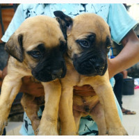 Female Purebred Bullmastiff Puppies for Sale
