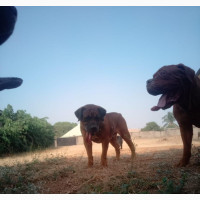 Kennel Attendant Needed at Biggles Kennel Ltd