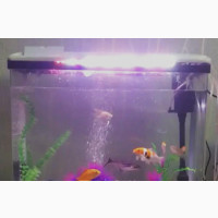 Aquarium + Decor and Fishes - 50cmx67cmx23cm- 64l- White
