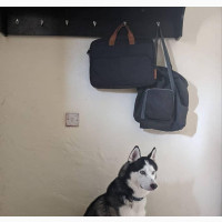 Siberian Husky for Mating and Stud Service