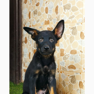 Male Purebred German Shepherd Puppy Available