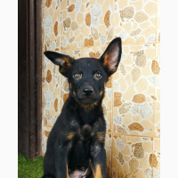 Male Purebred German Shepherd Puppy Available
