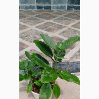 Miracle Leave, Leaf of Life, Life Plant for Sale