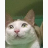 1+ year Male Purebred American Shorthair