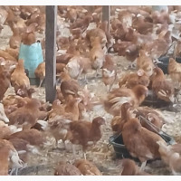 14 Weeks Point of Lay Pullets