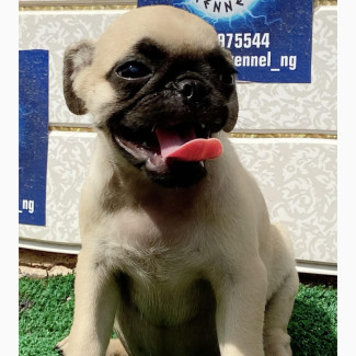 Female Purebred Pug 3-6 months old
