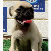 Female Purebred Pug 3-6 months old