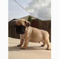 1-3 months Male Purebred Pug