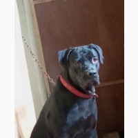 Male Purebred Cane Corso - 1+ Year Old