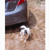 6-12 months Female Purebred Lhasa Apso
