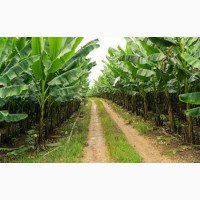 Plantation Setup Specialist in Nigeria