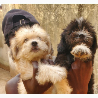 Male Lhasa Apso Puppy Available for Adoption