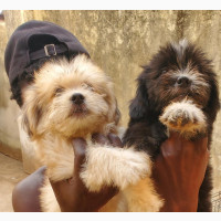 Male Lhasa Apso Puppy Available for Adoption