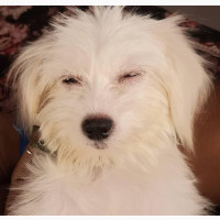 Female Purebred Lhasa Apso Available for Adoption
