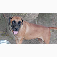 Female Purebred Boerboel - Excellent Guard Dog