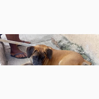 Male Purebred Boerboel - 3-6 Months Old