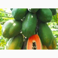 Dwarf Papaya - Dwarf Pawpaw Seed