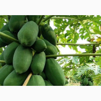 Dwarf Papaya - Dwarf Pawpaw Seed