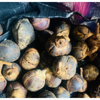 Gorontula Fruit