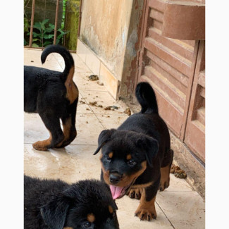 Female Rottweiler Puppy - Purebred, Black and Tan