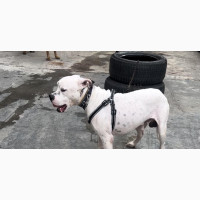 Male Dogo Argentino - Purebred, 1+ Year Old