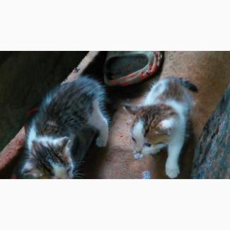 0-1 month Female Mixed Breed Mongrel (No Breed)