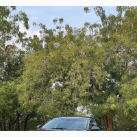Honda Accord EX-L 2018 Black