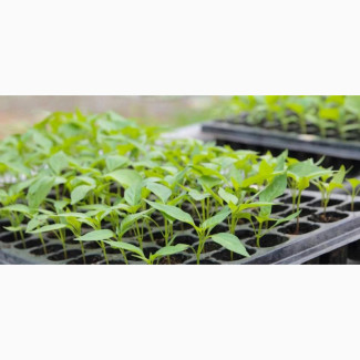 Seed Tray - 200 Holes for Nursery