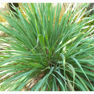 Lemon Grass