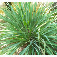 Lemon Grass