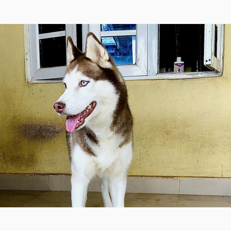 Фото 1/1. 1+ year Female Purebred Siberian Husky