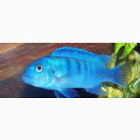 Blue Cichlids for Sale - Beautiful Aquarium Fish