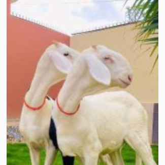 Pure Breed Ladoum Sheep A1 Undiluted Bloodline