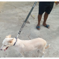 1+ year Female Mixed Breed White Shepherd