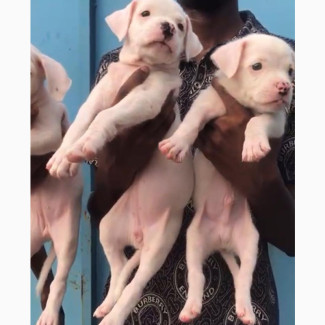Female Purebred American Bully 1-3 Months Old