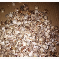 Castor Seed - Tonne#039;s of Castor Seed
