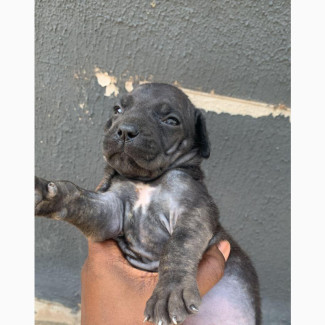 Boerboel Puppies Available - Female Purebred