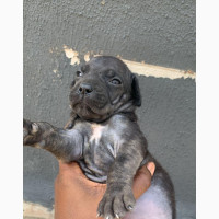 Boerboel Puppies Available - Female Purebred