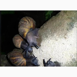 Healthy Snails Available