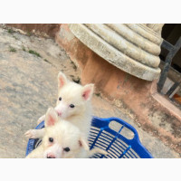American Eskimo Male Puppy Available