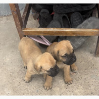 Female Boerboel Puppies for Sale